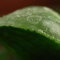 Haworthia sp