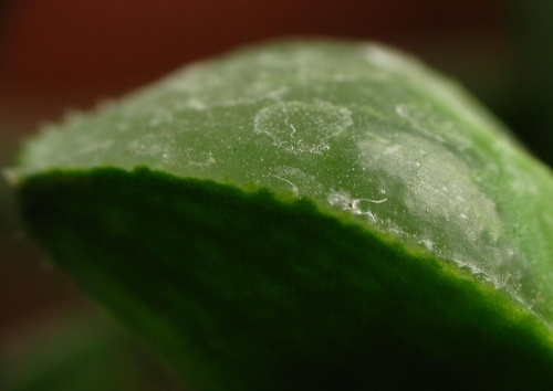 Haworthia sp