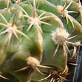 Echinopsis hyb.