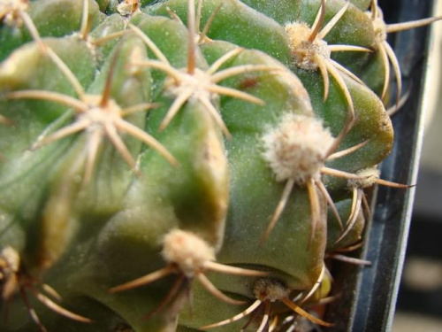 Echinopsis hyb.