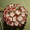 Hoya acuta