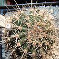 Echinopsis