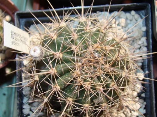 Echinopsis