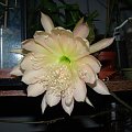 Epiphyllum King Midas