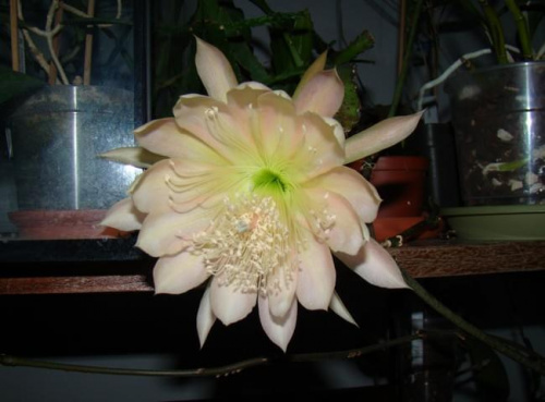 Epiphyllum King Midas