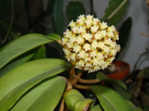 Hoya sp. KPS EPC-323