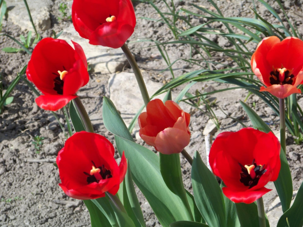Czerwone tulipany #CzerwoneTulipany