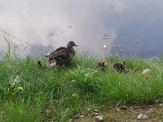 Kaczuszka z młodymi. #kaczka #kaczątka #jezioro