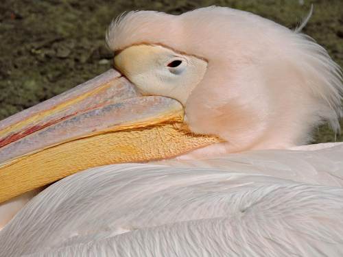 Pelikan w łódzkim ZOO #pelikan #zoo #Łódź