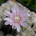 Gymnocalycium bruchii ssp. albispinum