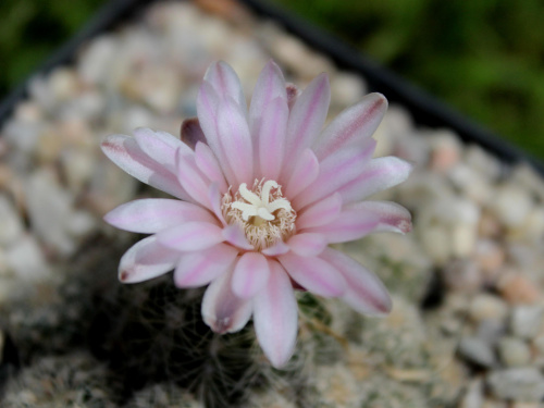 Gymnocalycium bruchii ssp. albispinum