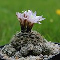 Gymnocalycium bruchii ssp. albispinum SE 1