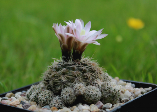 Gymnocalycium bruchii ssp. albispinum SE 1