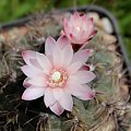 Gymnocalycium carolinense GN 90-273/876