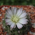 Gymnocalycium spec. STO 90-394