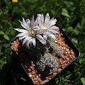 Gymnocalycium bruchii