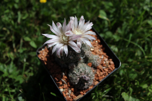 Gymnocalycium bruchii