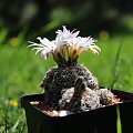 Gymnocalycium bruchii