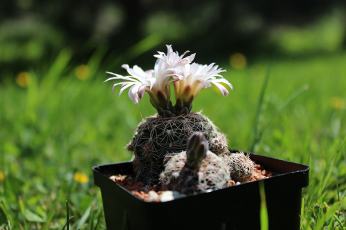 Gymnocalycium bruchii