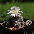 Gymnocalycium bruchii LF 93, Argentina Copina, Cordoba, 1500m