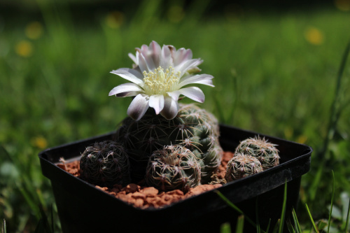 Gymnocalycium bruchii LF 93, Argentina Copina, Cordoba, 1500m