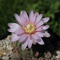 Gymnocalycium bruchii JO 162, Tanti Cordoba, Argentyna