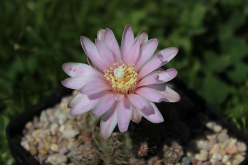 Gymnocalycium bruchii JO 162, Tanti Cordoba, Argentyna