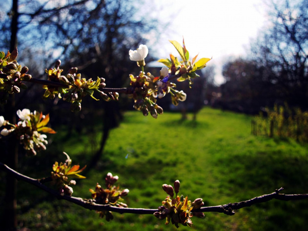 Wiosna 2015 #ogród #przyroda #wiosna