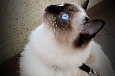 my ragdoll cats #koty #KotyRasowe #ragdoll