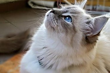 my ragdoll cats #koty #KotyRasowe #ragdoll