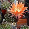 Echinopsis Bonzo