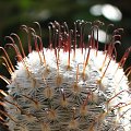 Mammillaria perezdelarosea