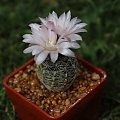 Gymnocalycium bruchii CH 1016, behind La Cumbre, Córdoba, Argentina, 1419m