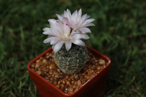 Gymnocalycium bruchii CH 1016, behind La Cumbre, Córdoba, Argentina, 1419m