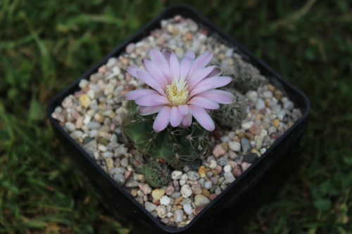 Gymnocalycium bruchii var. brigittae P 214, Argentyna, Cordoba, Taninga, 1850 m