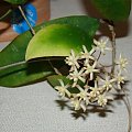 Hoya padangensis