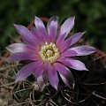 Gymnocalycium neuhuberii, GN 89-77/363, Suyuque Nuevo, San Luis, Argentina