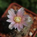 Gymnocalycium bruchii