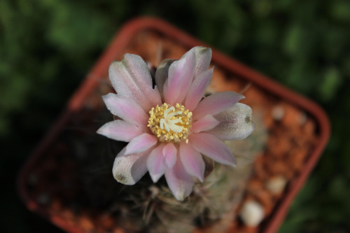 Gymnocalycium bruchii