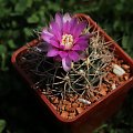 Gymnocalycium neuhuberi VS, Suyuque Nuevo, San Luis, Argentina 7