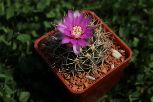 Gymnocalycium neuhuberi VS, Suyuque Nuevo, San Luis, Argentina 7