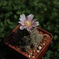 Gymnocalycium bruchii