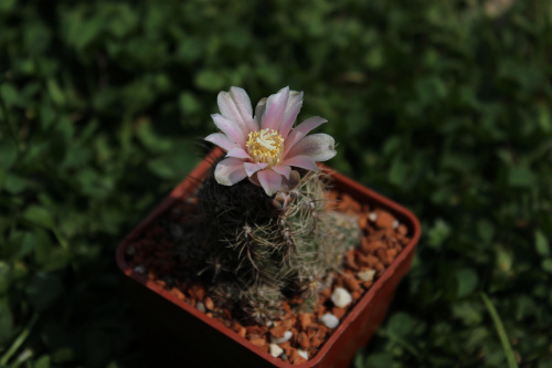 Gymnocalycium bruchii