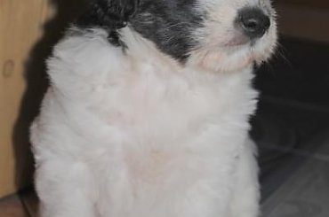 #PON #AmaCanem #szczeniaki #psy