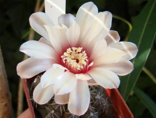 Gymnocalycium altagraciense