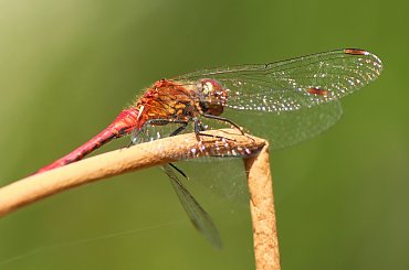 Olśnienie #ważka #ważki #światło