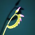 Drosera Capensis - Typical, Rosiczka, rosliny owadozerne #Rosiczka #RoslinyOwadozerne