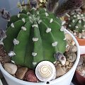 Echinopsis subdenudata