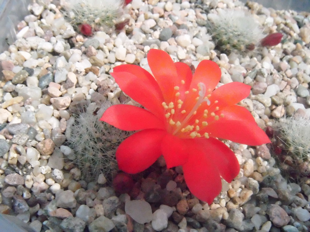 Rebutia