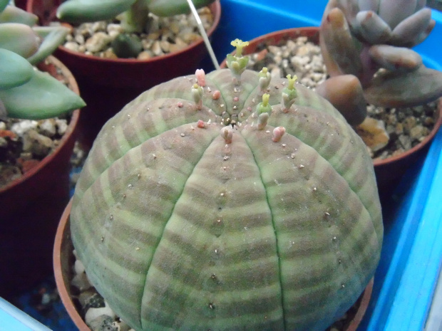 Euphorbia